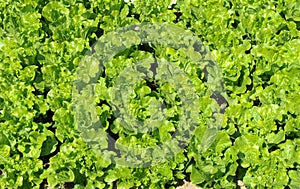 Lettuce plant in field