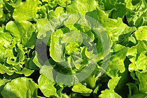 Lettuce plant in field