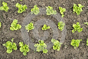 Lettuce plant in field