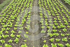 Lettuce plant in field