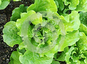Lettuce plant in field