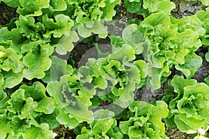 Lettuce plant in field