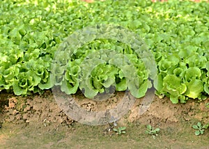 Lettuce plant in field