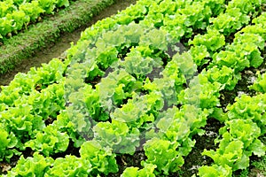 Lettuce plant in field