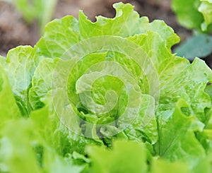 Lettuce plant in field