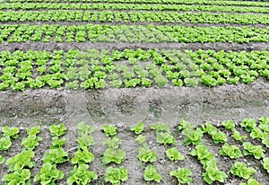 Lettuce plant in field