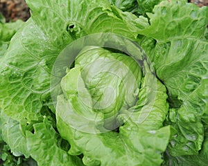 Lettuce plant in field