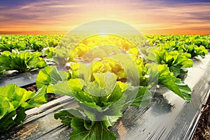 lettuce plant on field vegetable and agriculture sunset and light.