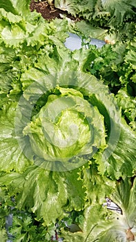 Lettuce plant in the garden