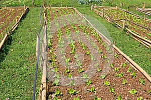 lettuce plant growing in farm. vegatable plantation in farmland