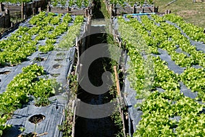 lettuce plant growing in farm. vegatable plantation in garden