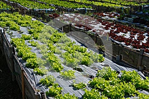 lettuce plant growing in farm. vegatable plantation in garden