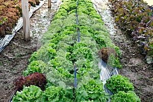 lettuce plant growing in farm. vegatable plantation in garden