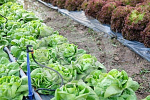 lettuce plant growing in farm. vegatable plantation in garden