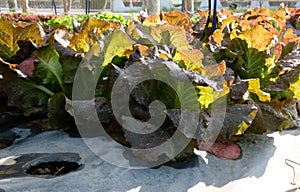 lettuce plant growing in farm. vegatable plantation in garden