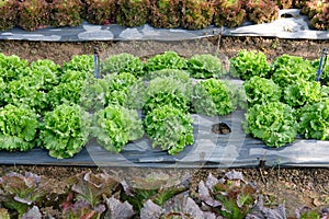 lettuce plant growing in farm. vegatable plantation in garden