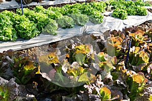 lettuce plant growing in farm. vegatable plantation in garden