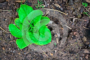 Lettuce plant growing in garden photo