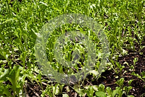 Lettuce plant growing in the vegetable garden,Lettuce sunlight,