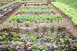 lettuce plant growing in vegetable garden. soil cultivation. Agricultural industry.