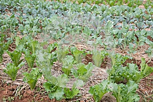 lettuce plant growing in vegetable garden. soil cultivation. Agricultural industry.