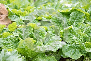 lettuce plant growing in vegetable garden. soil cultivation. Agricultural industry.