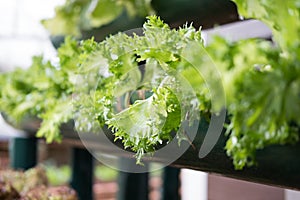 lettuce plant growing in vegetable garden. soil cultivation. Agricultural industry.