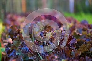 lettuce plant growing in vegetable garden. soil cultivation. Agricultural industry.