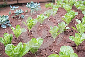 lettuce plant growing in vegetable garden. soil cultivation. Agricultural industry.