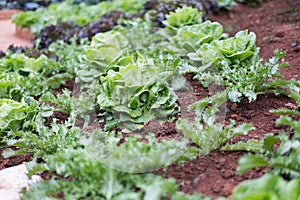 lettuce plant growing in vegetable garden. soil cultivation. Agricultural industry.