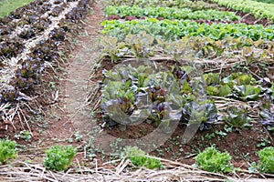 lettuce plant growing in vegetable garden. soil cultivation. Agricultural industry.