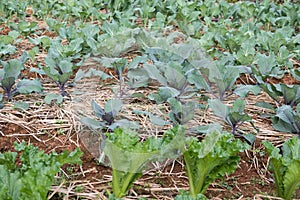 lettuce plant growing in vegetable garden. soil cultivation. Agricultural industry.