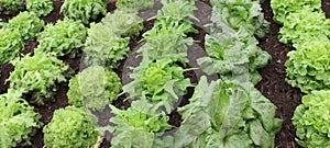 Lettuce Plant Salad Crops.