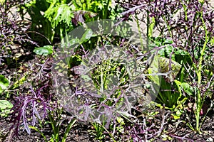 Lettuce plant in the soil