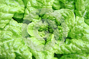 Lettuce plant texture