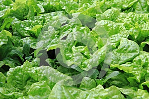 Lettuce plant texture