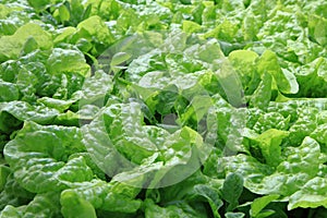 Lettuce plant texture