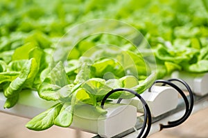 Lettuce plant in vegetable hydroponic farm