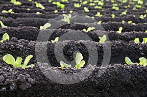 Lettuce plantation