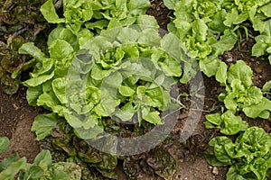 Lettuce plants growing