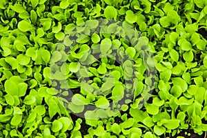 Lettuce plants growing in an sustainable garden