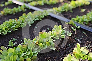 lettuce plants grown in a home garden, in a garden bed, using biological methods. An automated drip irrigation system