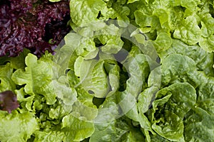 Lettuce plants - lactuca sativa in the vegetable garden - fresh salad leaves are growing on the veggie farm