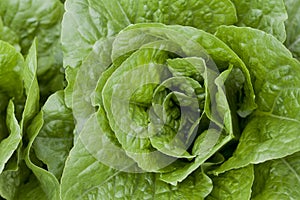 Lettuce plants - lactuca sativa in the vegetable garden - fresh salad leaves are growing on the veggie farm