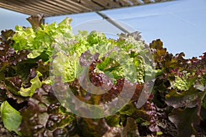 Lettuce plants leaves growing on a vegetable patch in a polytunnel. photo