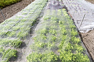 Lettuce plants under a protective net.