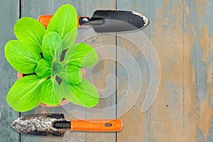 Lettuce in pot with old rusty grunge metal gardening shovels on vintage grunge gray wooden background