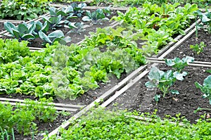 Lettuce and red cabbage on a patch