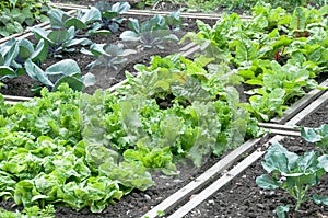 Lettuce and red cabbage on a patch