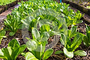 Lettuce and red cabbage plants on a vegetable garden ground